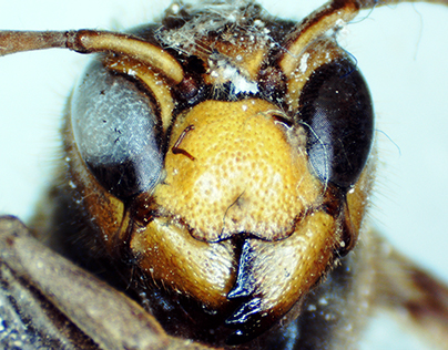 Under the Microscope - Dermestidae