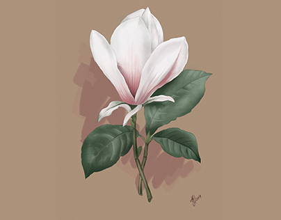 magnolia illustration 