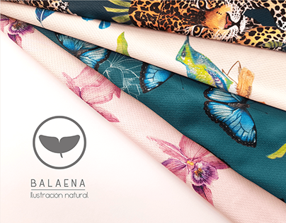 Balaena - Ilustración de fauna y flora colombiana.