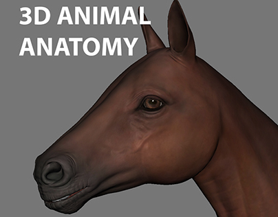 3d animal anatomy app  for artists, students, teachers,