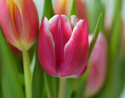 "Blooming Creativity: Tulip-Inspired Artistry"