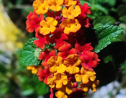 Beautiful West Indian Lantana fresh flower