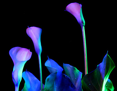 Light painting of Cala Lillys