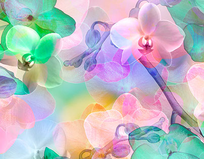 Estampa Orquídeas - Amélia