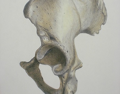Vesalio & Anatomy