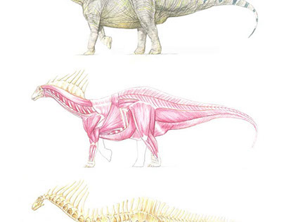 Dinosauria anatomical studies