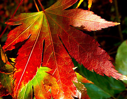 Autumn Colour Today
