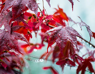 Read Leaf - Herbstlaub