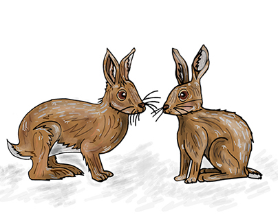 Woodland Hare Illustration 