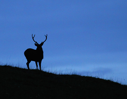 Studley Royal Deer Park Photo Shoot