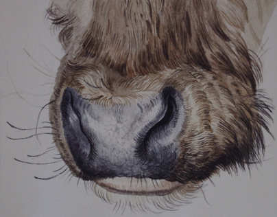 Copy of muzzle a bull ( Albercht Durer)