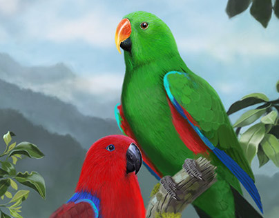 Eclectus Parrot Pair