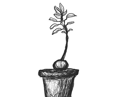 Graphic illustration of plant avocado
