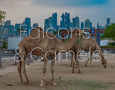 Falcons & Camels of Doha 🇶🇦