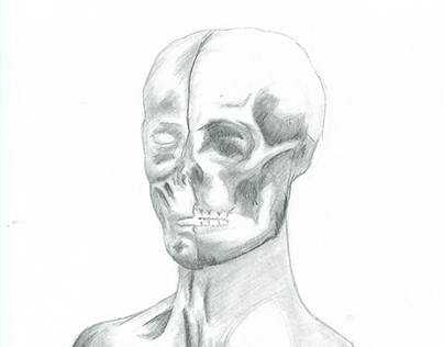 Crane humain / Human skull I