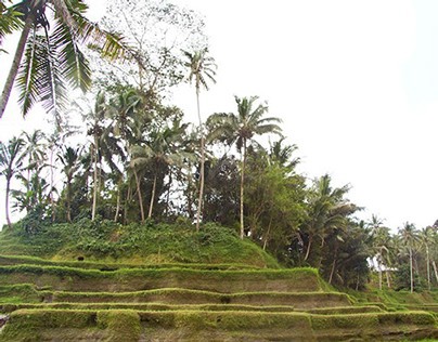 Sloka 39: Rice Terraces at Tegallalang Bali