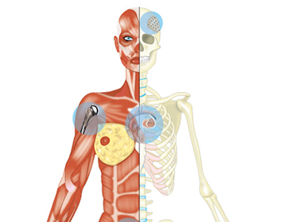 Human musculoskeletal diagram