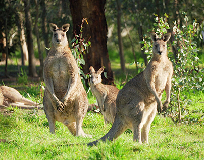Australian Kangaroos