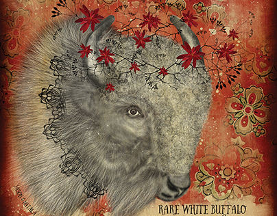 Rare White Buffalo