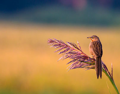 Birds Photography - Striated Babbler 