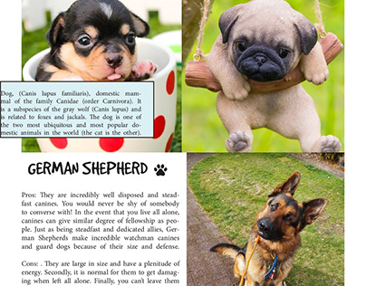 Puppy Newsletter
