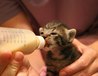 How to Bottle-Feed a Newborn Kitten the Right Way