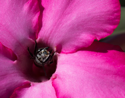 Blooms & Bugs Macro Photograghy