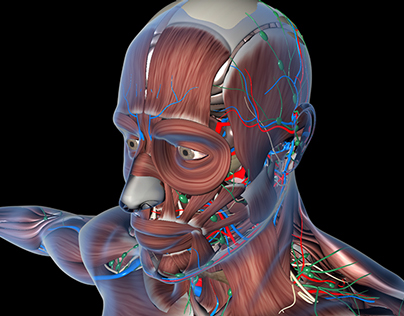 Medical Illustration in 3D.