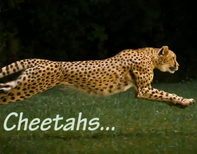 Cheetahs and Cheaters