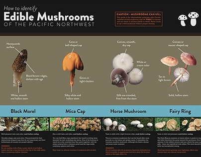 Mushroom Poster!