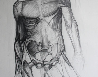 anatomy sketches