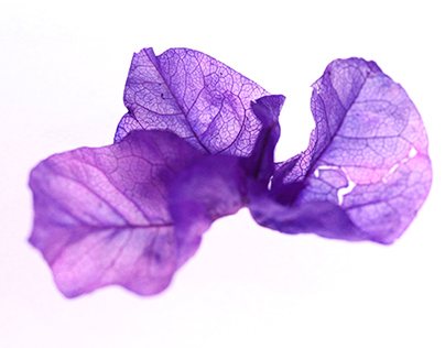 Drying purple flower