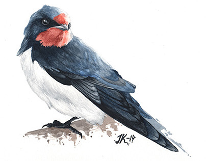 Birds in watercolor