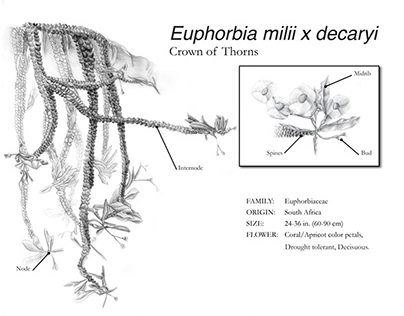 Euphorbia milii x decaryi 