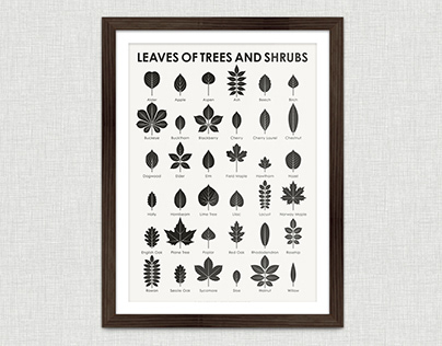 Leaves of Trees and Shrubs