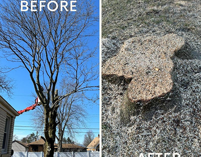 Tree Removal services in Rochester, NY