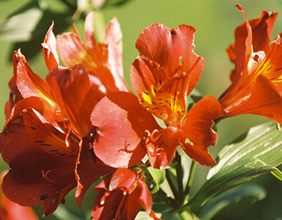 Flowers - Taken on Olympus OM-1, using Kodacolor 200