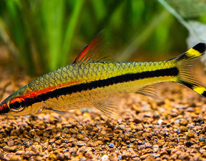 Denison Barb: The Rosy Stalwart of Aquaria