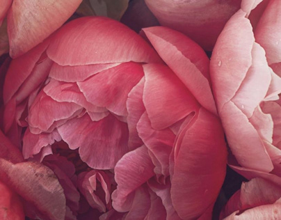 The Peony Collection NowLive!