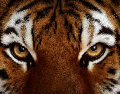 Website - Roar For Tigers