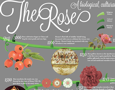 Infographic: History of the Rose 