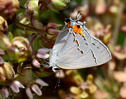 Butterfly\Lycaenidae\Gray Hairstreak