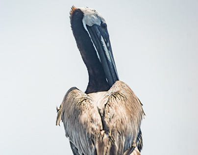 Pelican of Calabash
