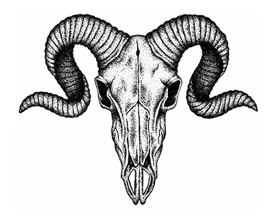 Ovis Canadensis Skull (Bighorn Sheep)