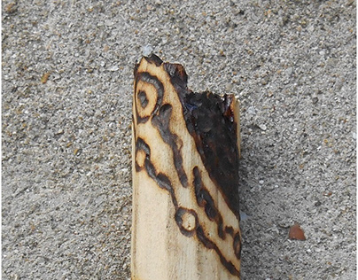 Tentacle bead - elderberry wood