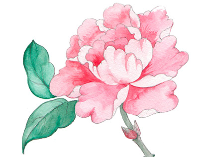 pink  peony in chinoiserie style