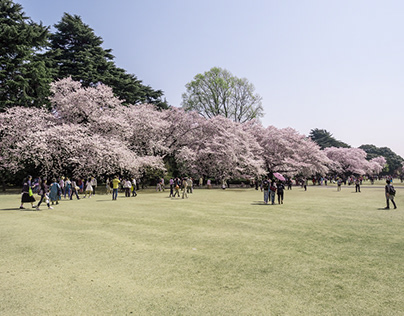 Tokyo - cherry blossoms