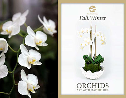 Phalaenopsis orchids arrangement in white Ice bowl
