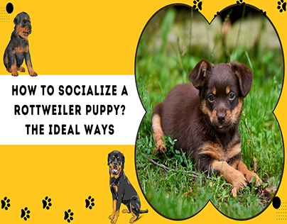 How To Socialize A Rottweiler Puppy? The Ideal Ways