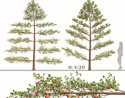 Set of Espalier Apple Trees (Malus domestica) (2 Trees)